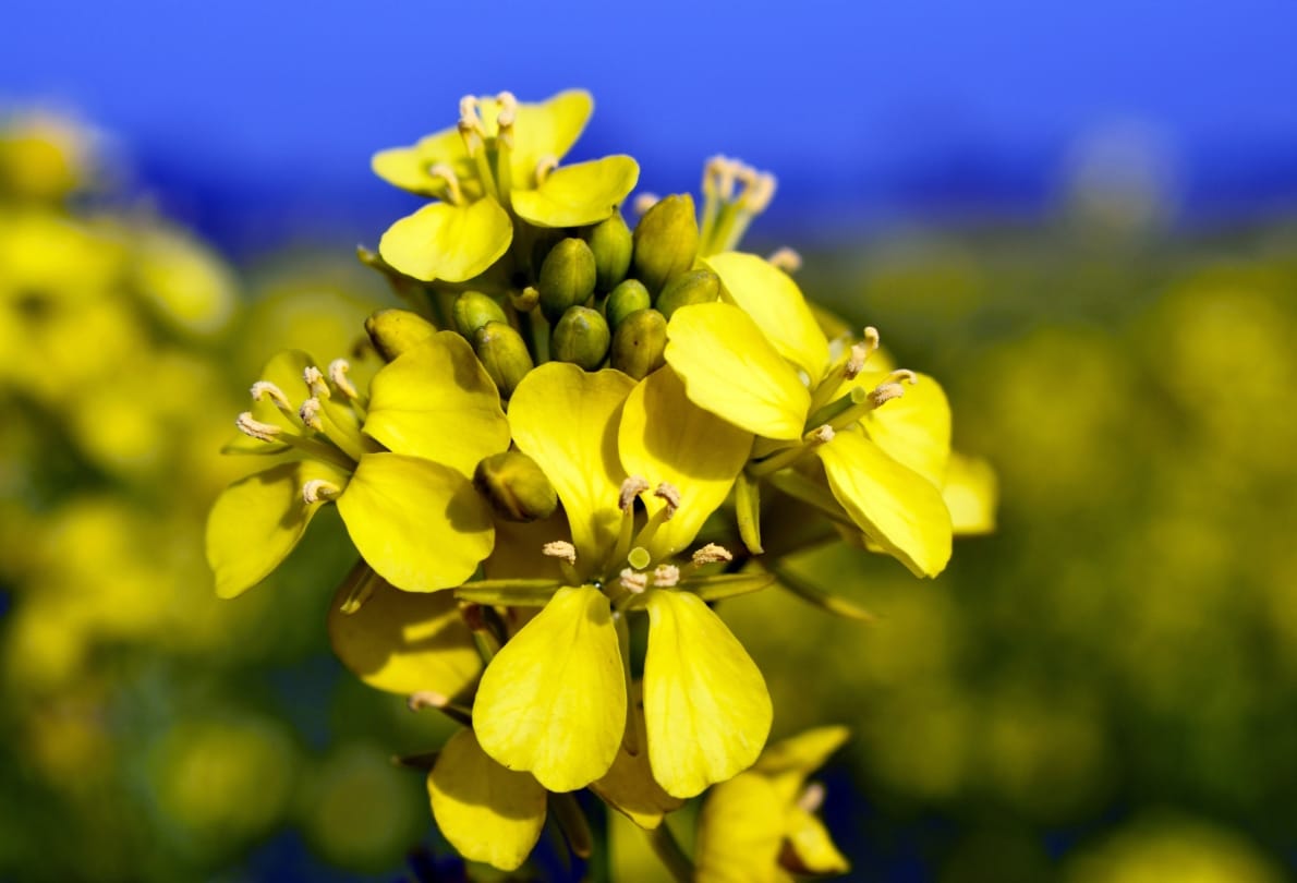 health benefits of mustard keeps away from diseases boost immune system