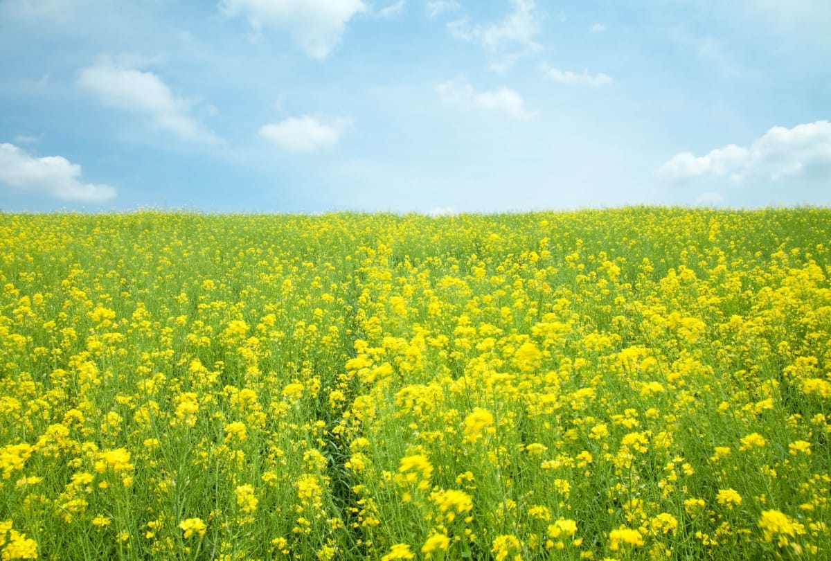 health benefits of mustard keeps away from diseases boost immune system