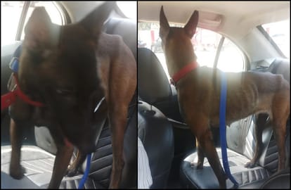 Doberman dog find in spice jet plane at varanasi airport