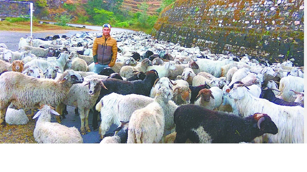 Sheep spinach returned to the upper Himalayan regions