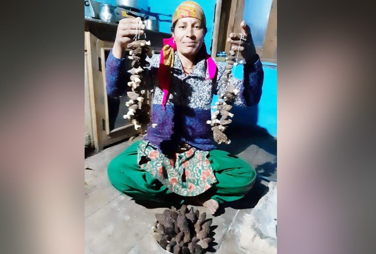 Gucchi Rates In Himachal Pradesh found in forests Mandi District