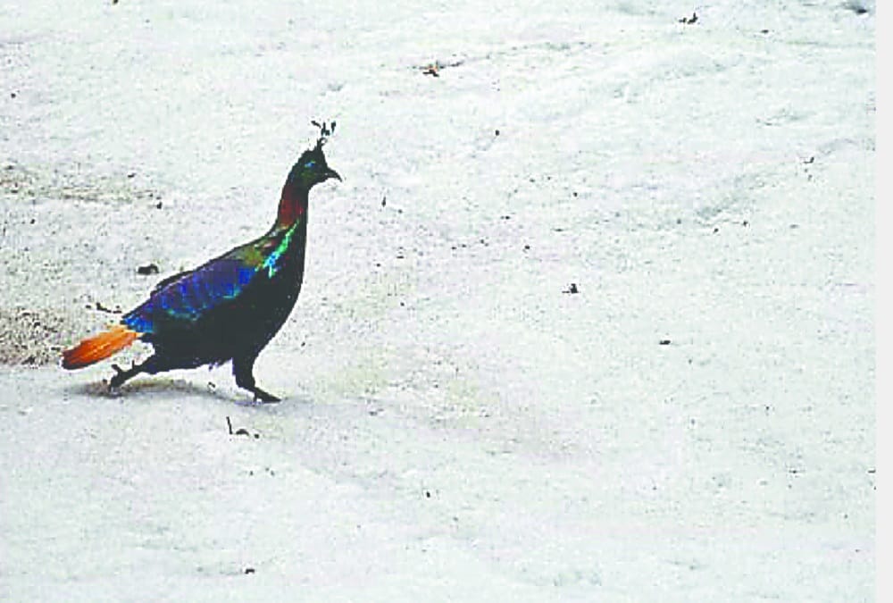 Snow Covered uttarakhand tungnath and chopta in march month 2019