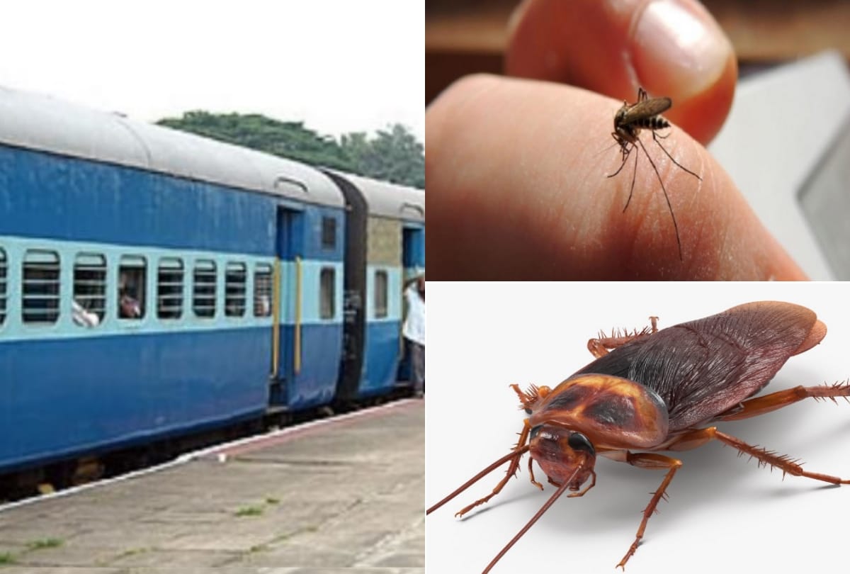 angry passengers are facing problems due to cockroaches and mosquitoes in coach