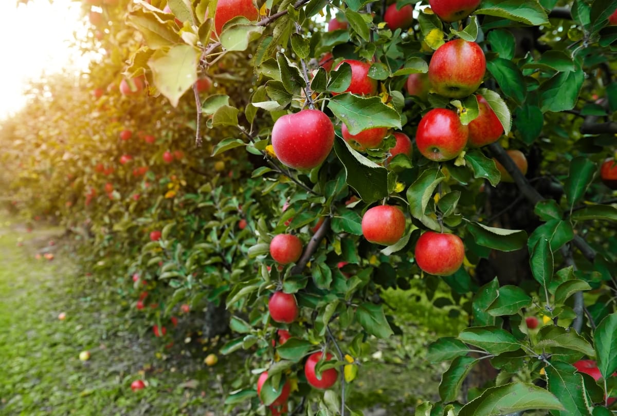health benefits of apple and guava cure cancer and other diseases find research