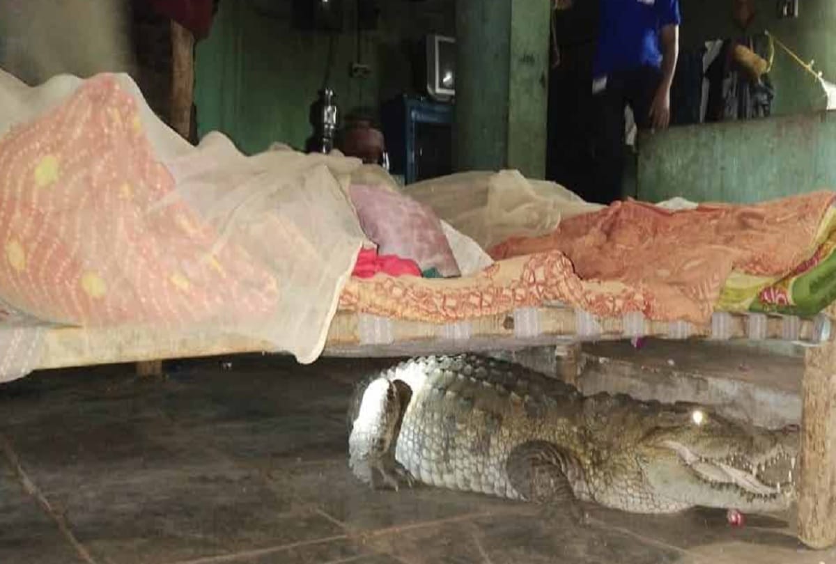 eight foot long crocodile under cot in malataj village Gujarat