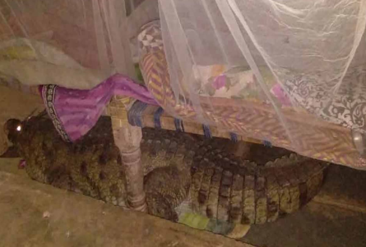 eight foot long crocodile under cot in malataj village Gujarat