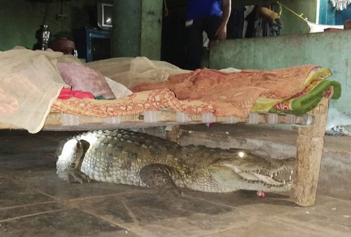 eight foot long crocodile under cot in malataj village Gujarat