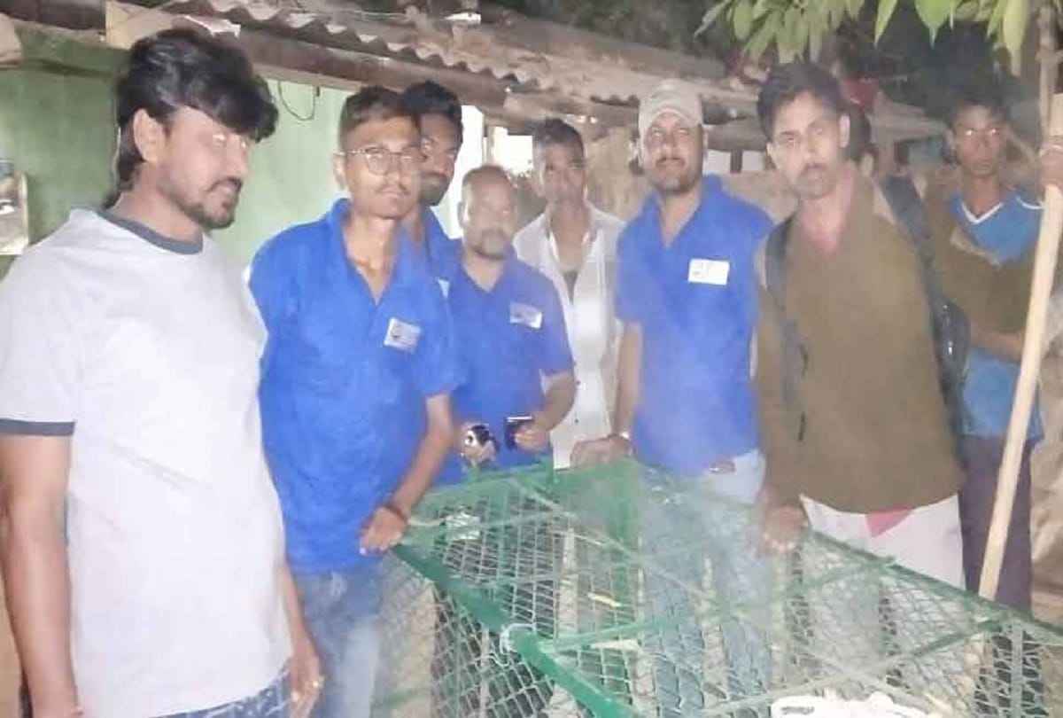 eight foot long crocodile under cot in malataj village Gujarat