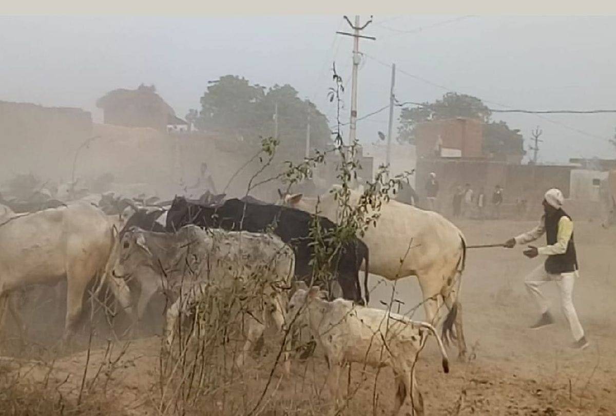farmers became chowkidar for save his crops from strays animals in agra
