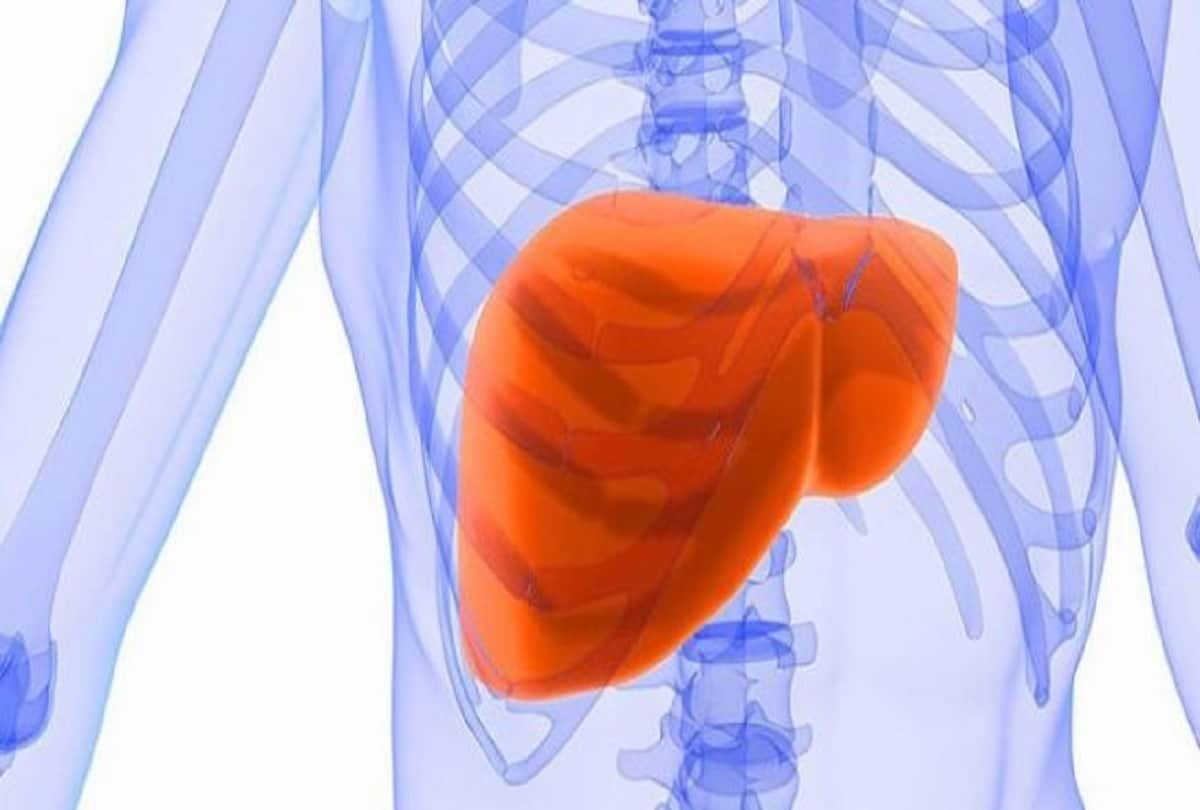 Pigs Can Now Develop An Extra Liver In Lymph Nodes; New health research says no need to liver transplant in human