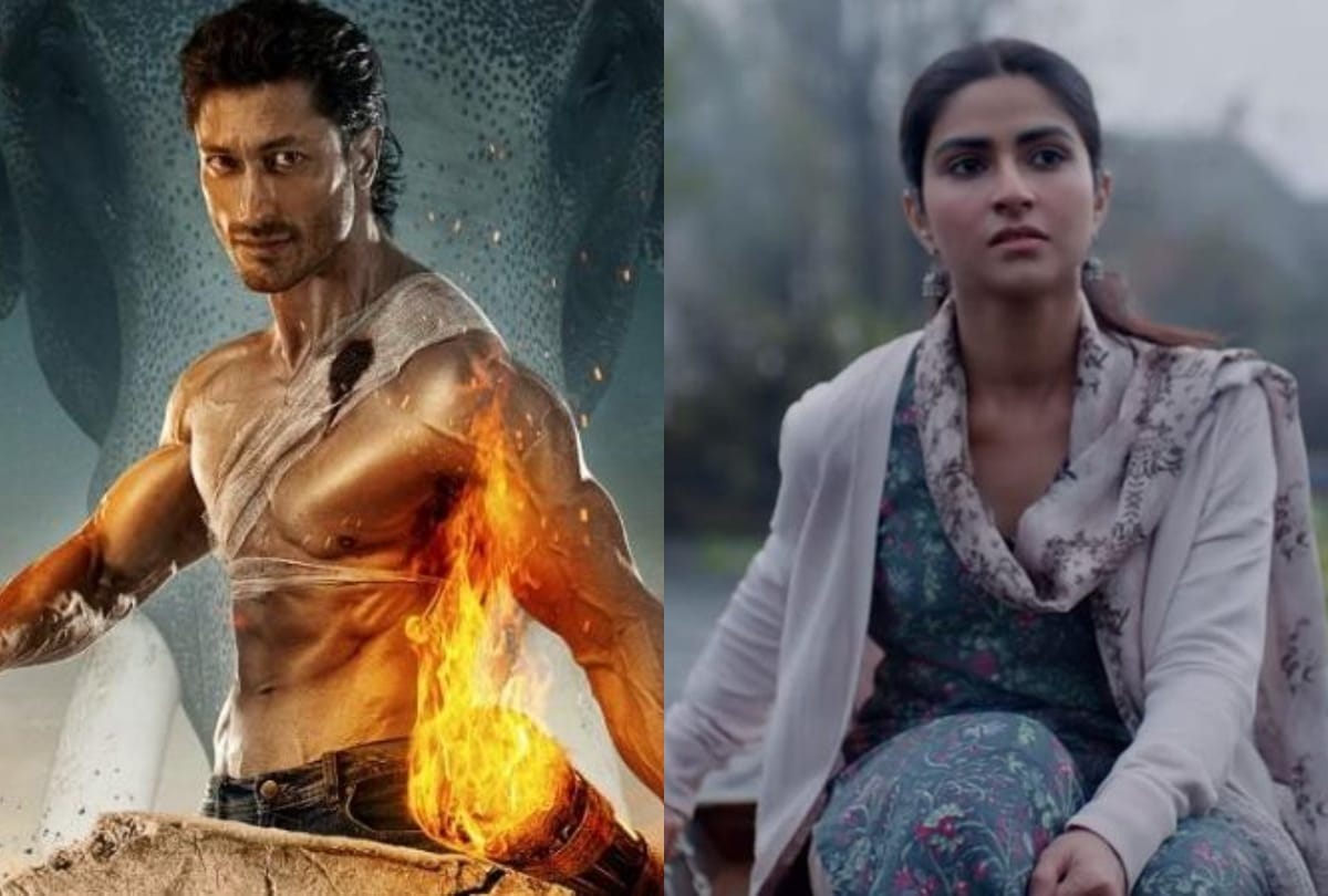 junglee and notebook movie box office collection day 4