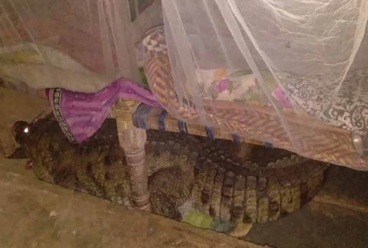 eight foot long crocodile under cot in malataj village Gujarat