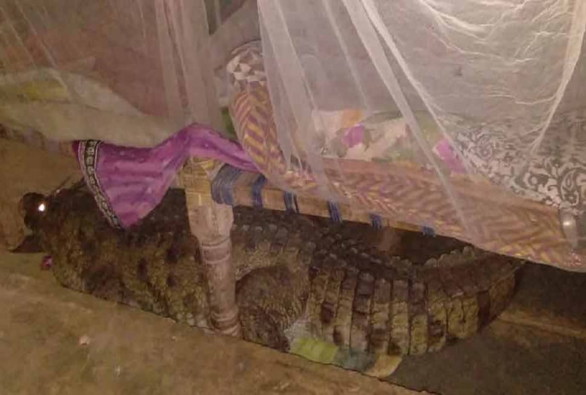 eight foot long crocodile under cot in malataj village Gujarat