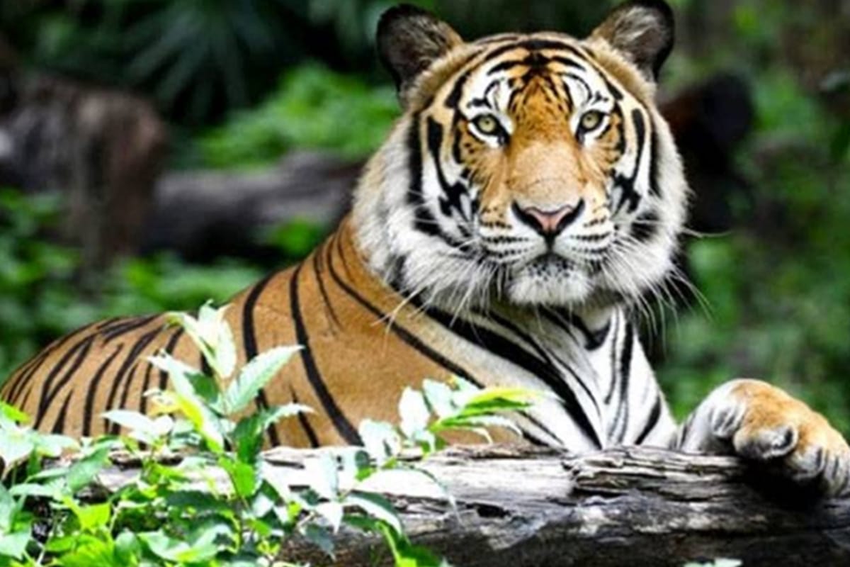 International Tiger Day: know history of tiger
