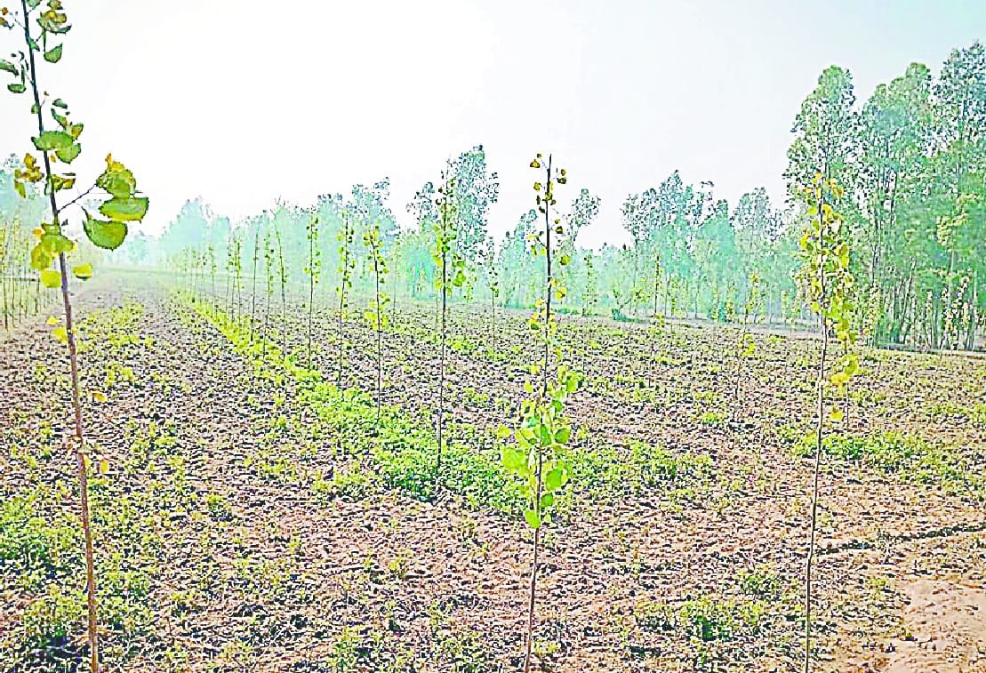 पानी के अभाव में रेगिस्तान बनते जा रहे फरह क्षेत्र में खेत