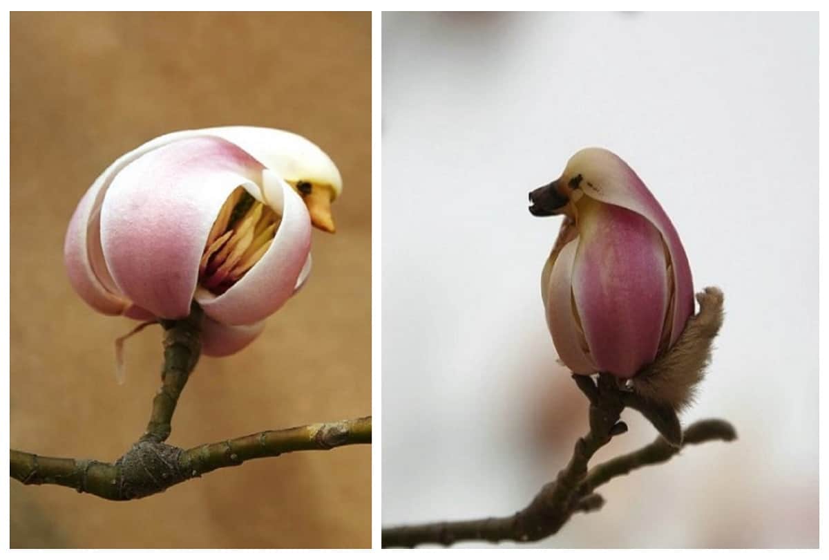 magnolia flower looks like pretty little bird in beijing of china