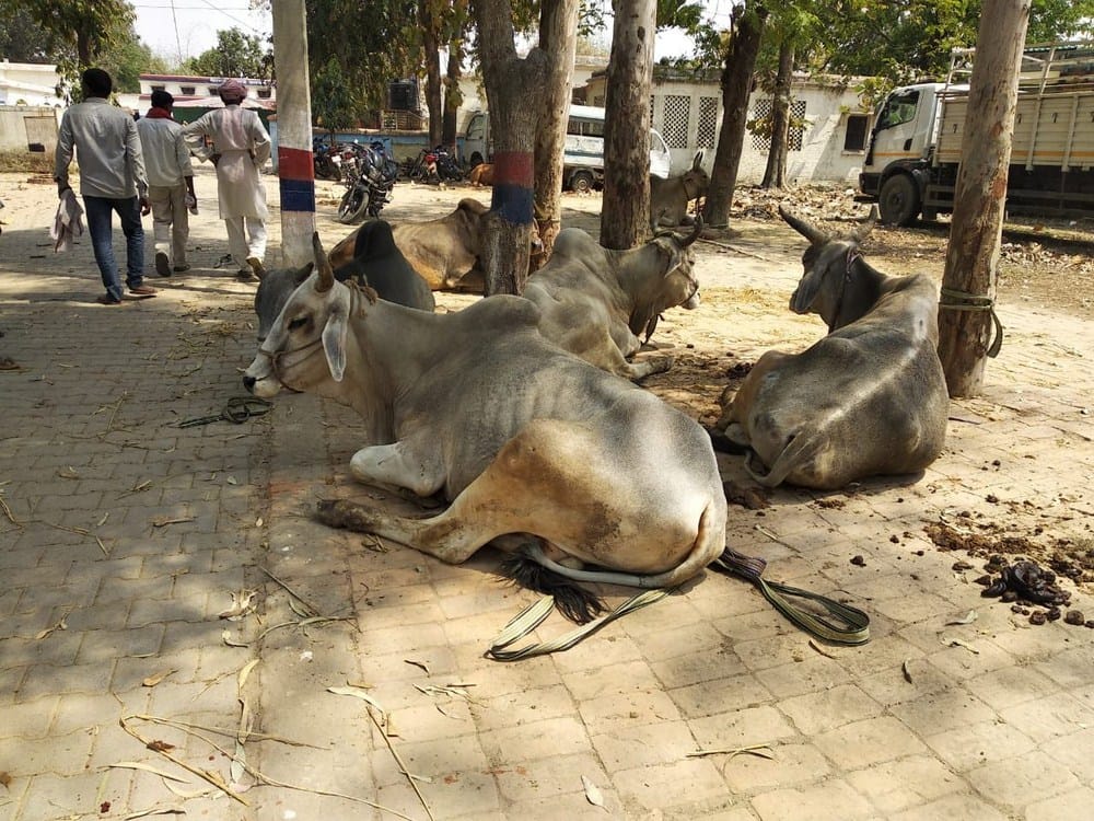 a truck full of animals caught