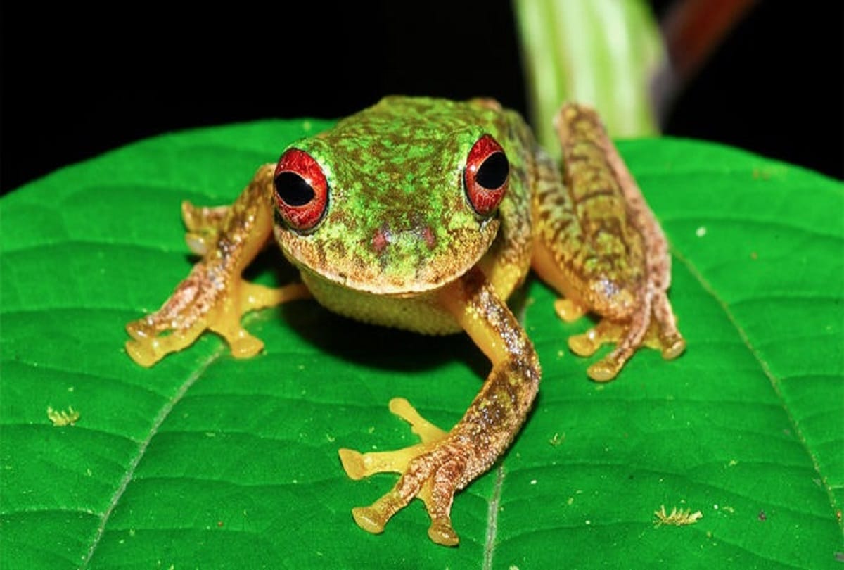 Fungus destroyed 90 species of the world, reveal in 'Science' magazine