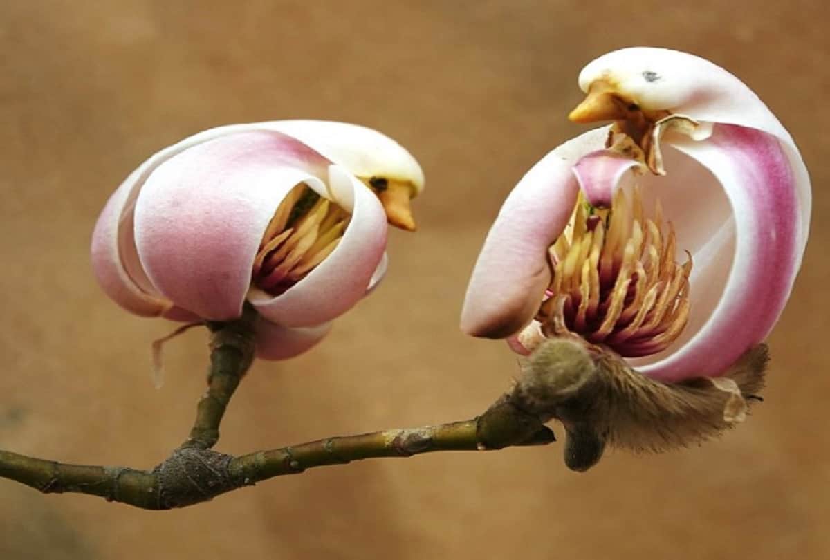 magnolia flower looks like pretty little bird in beijing of china