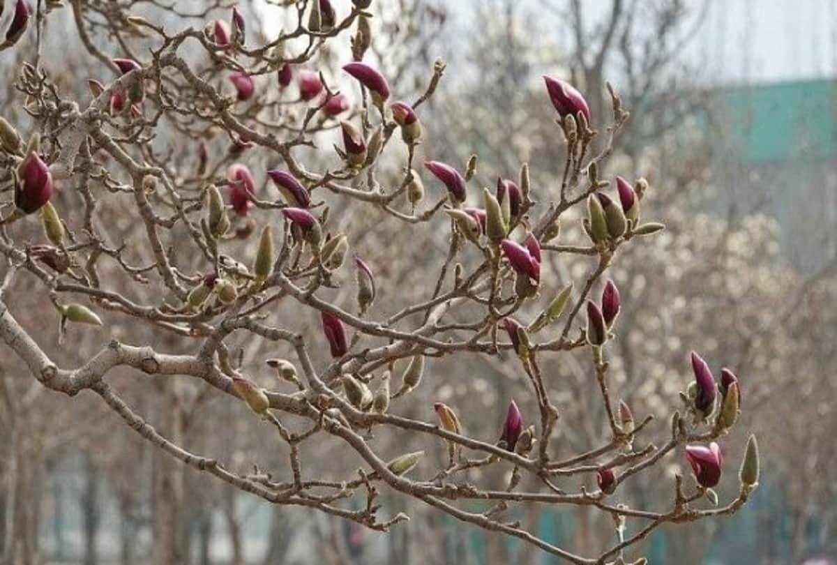 magnolia flower looks like pretty little bird in beijing of china