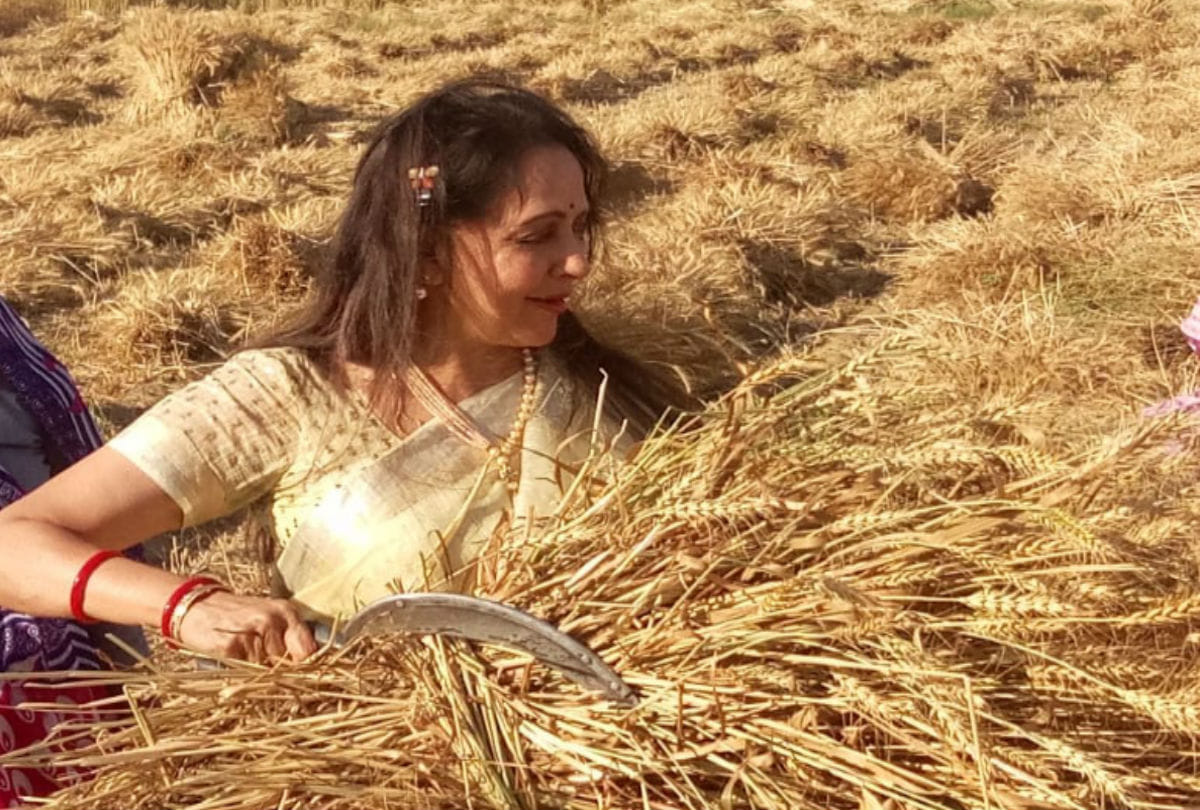 lok sabha elections 2019 mathura bjp candidate hema malini cut wheat crop with farmer in mathura
