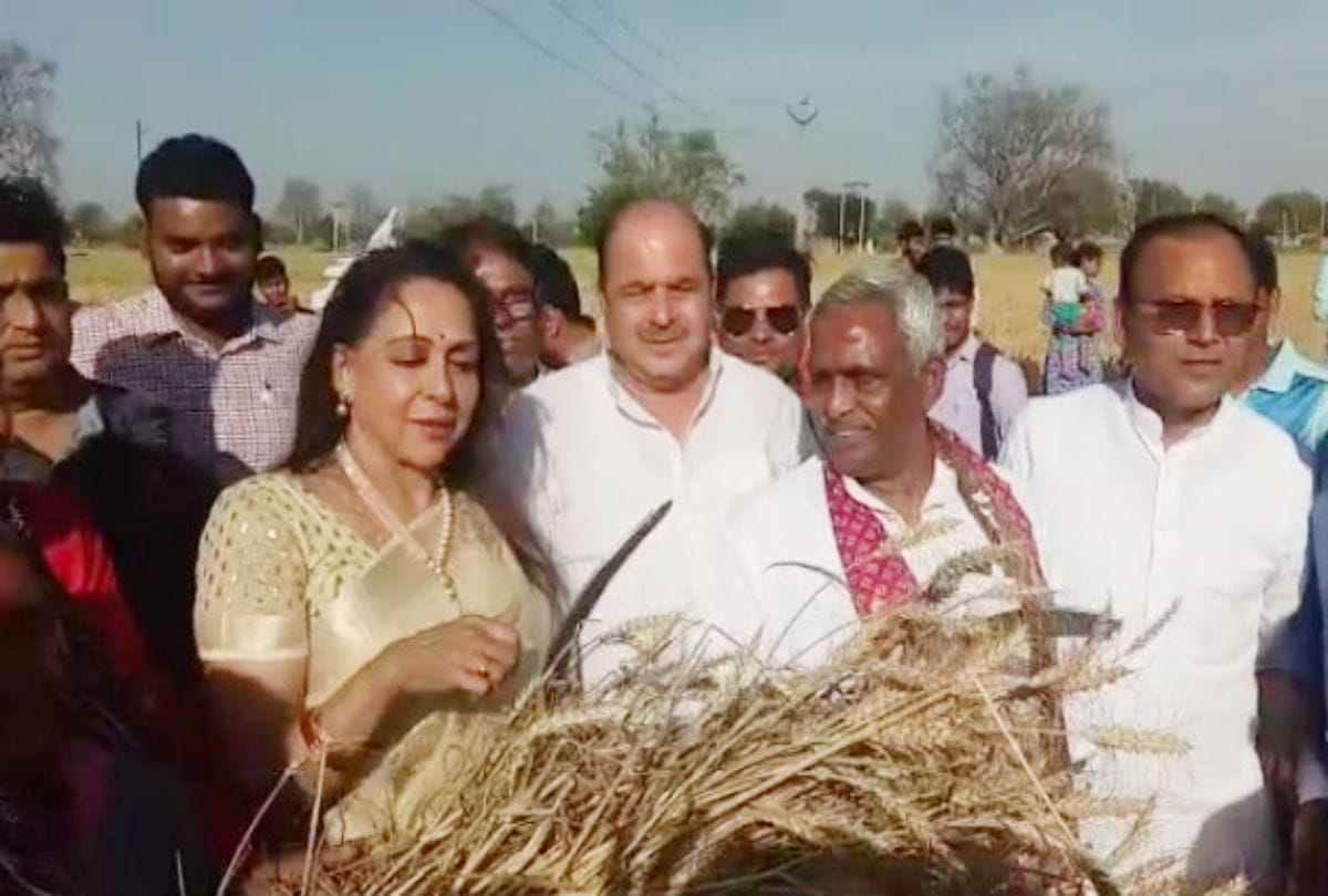 lok sabha elections 2019 mathura bjp candidate hema malini cut wheat crop with farmer in mathura