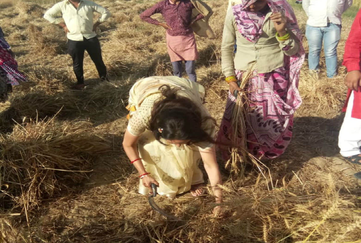 hema malini wear chiffon saree cropping wheat trolled on social media