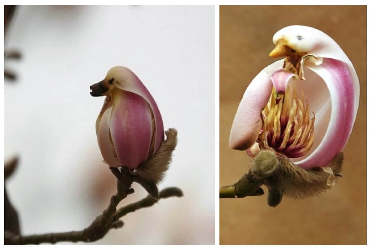magnolia flower looks like pretty little bird in beijing of china