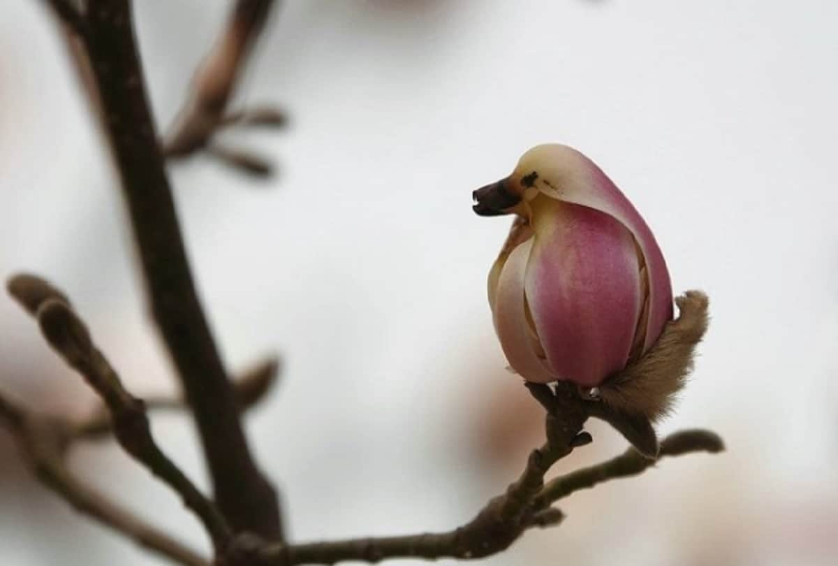 magnolia flower looks like pretty little bird in beijing of china
