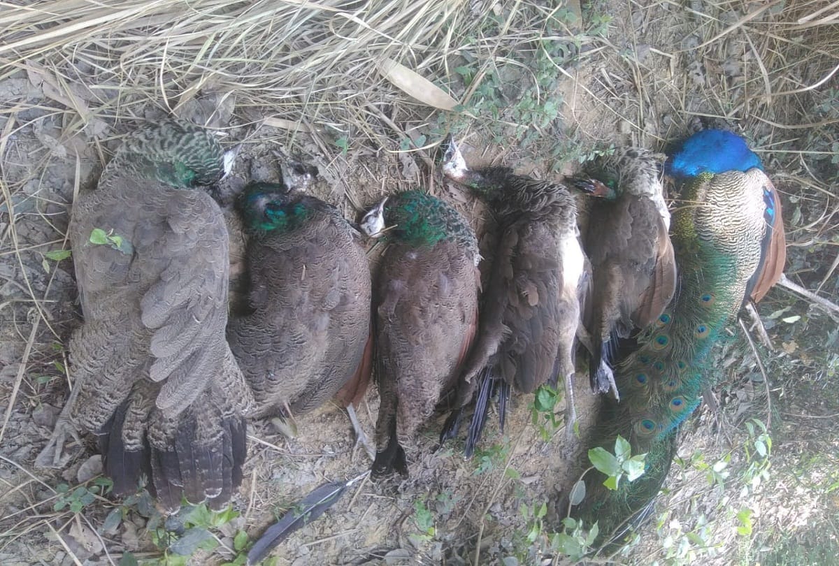 six peacock died in jaunpur