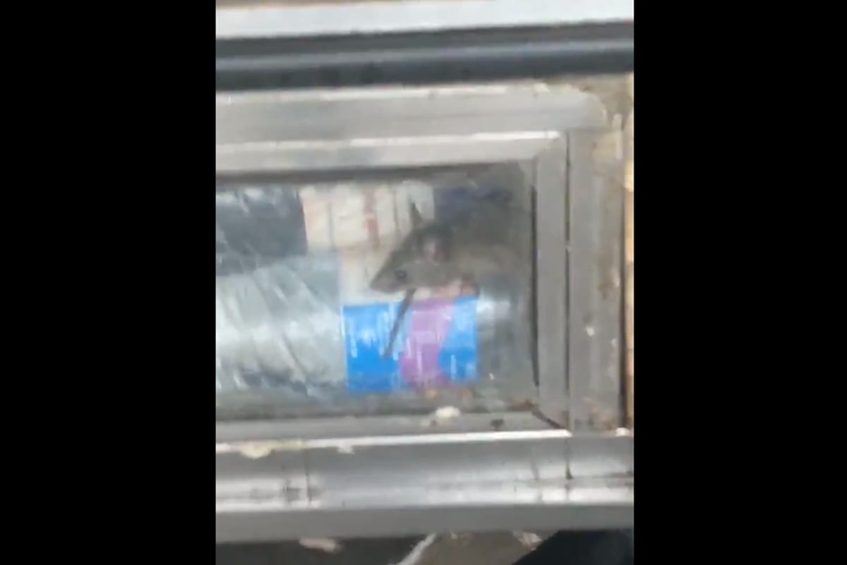 video of rat moving inside food stall in Bandra Railway Station went viral