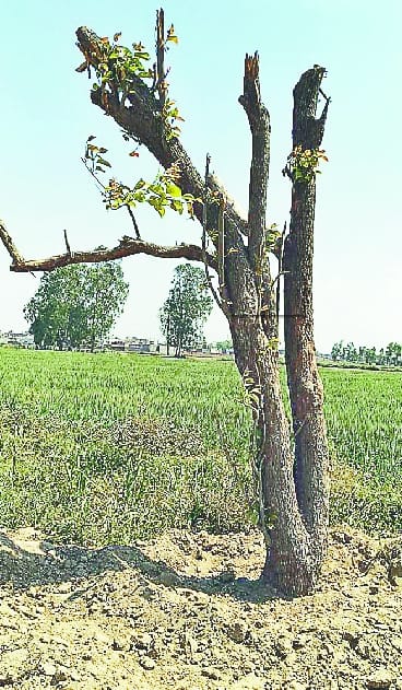 Scattered trees scattered in the shifts