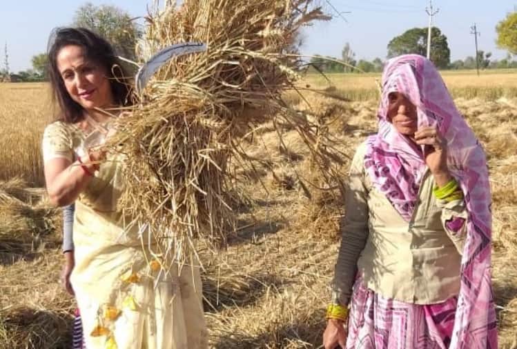 hema malini wear chiffon saree cropping wheat trolled on social media