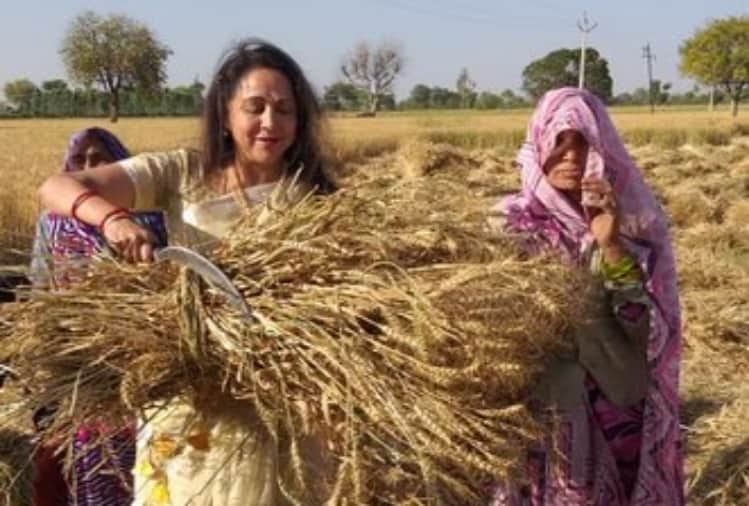 hema malini wear chiffon saree cropping wheat trolled on social media