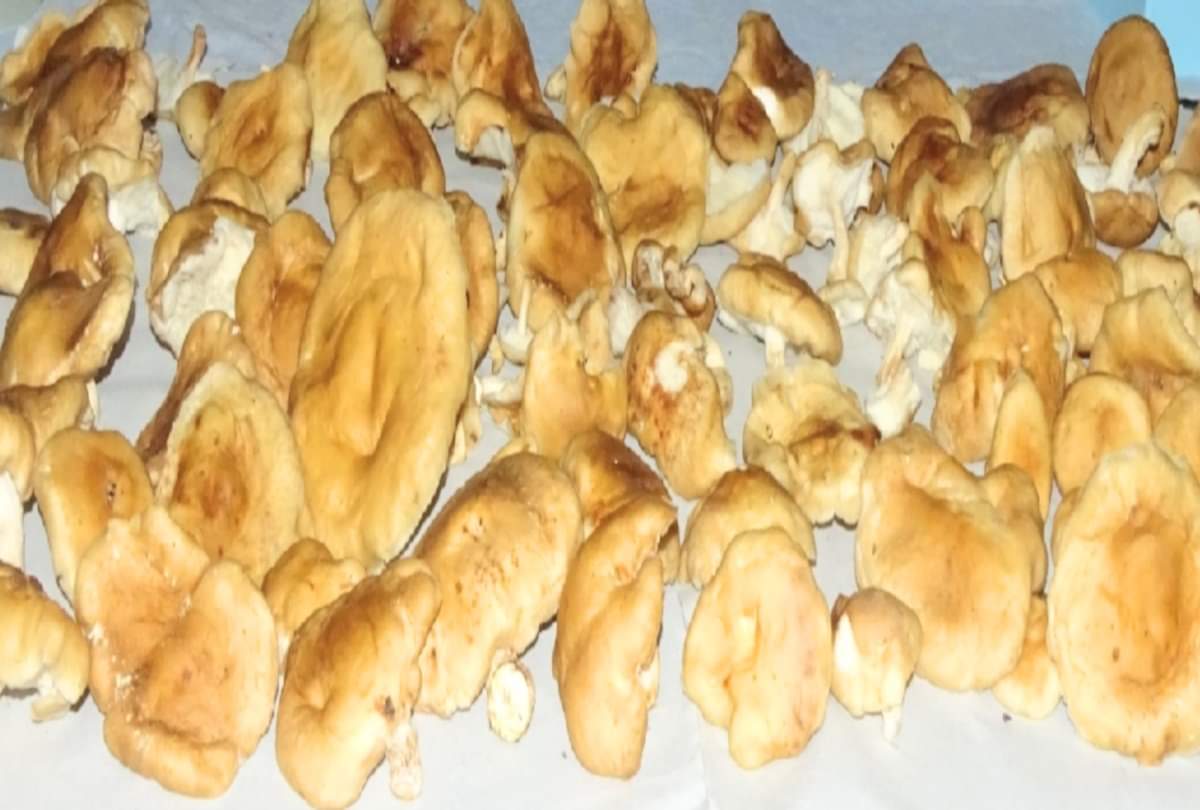 Pink mushrooms will now be sold in market along with white