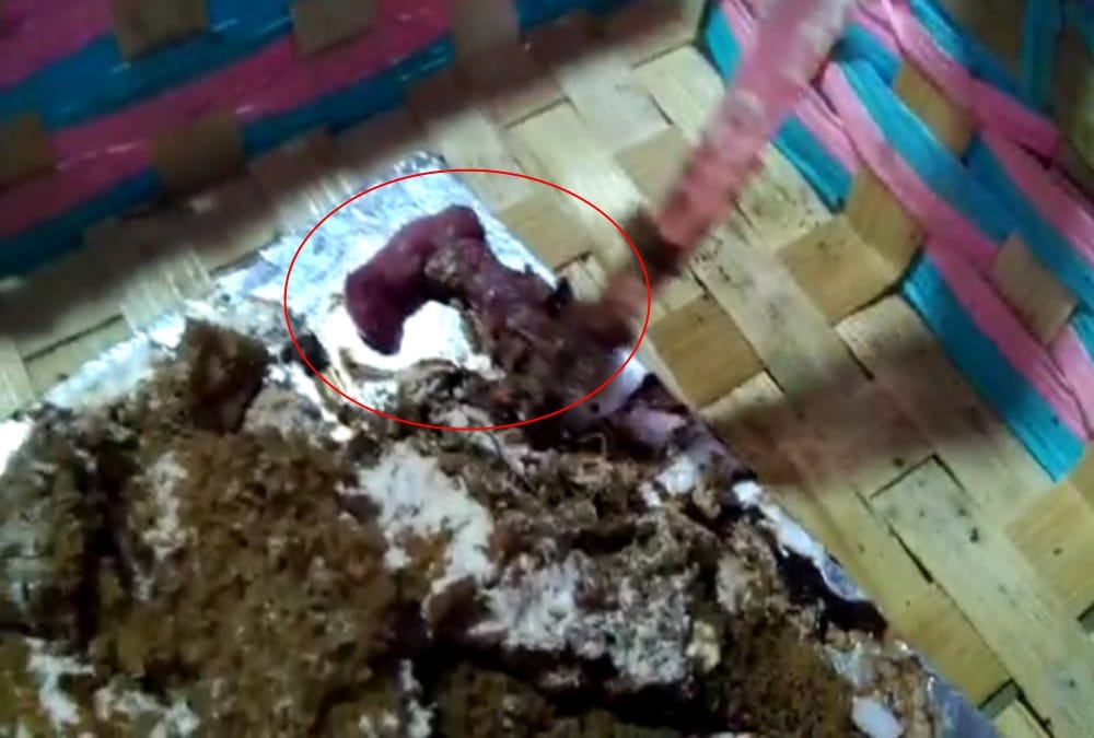 Rat Found in cake online order in dehradun video viral 