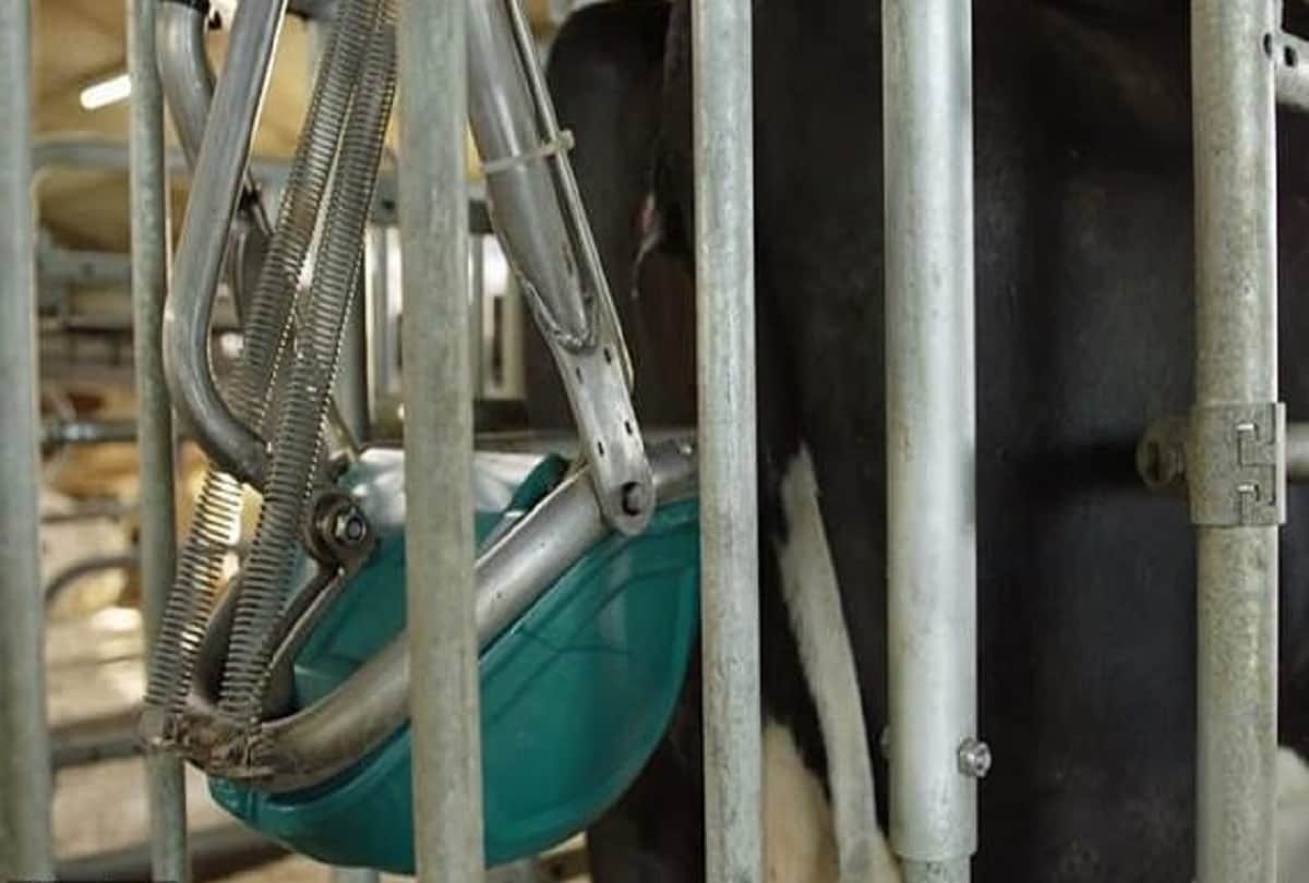 toilets were made for cows toilets and new bovine urinal in Netherlands for pollution from ammonia