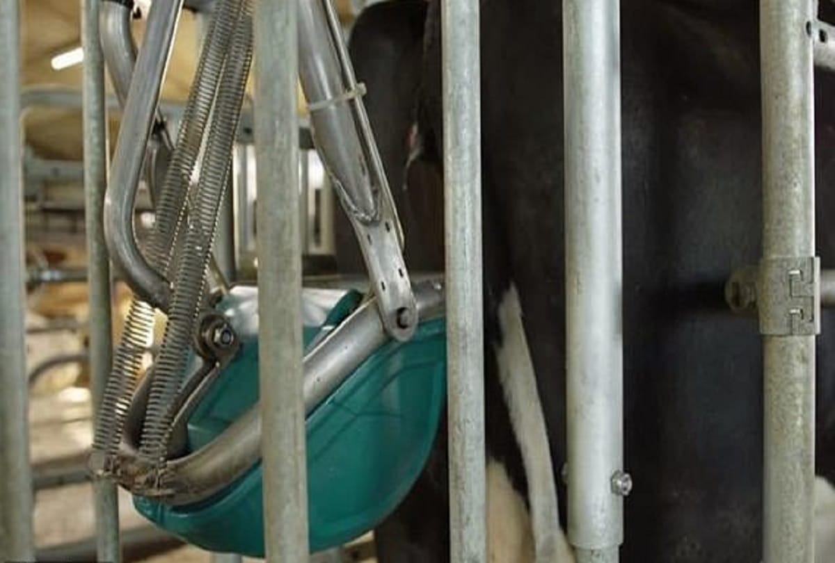 toilets were made for cows toilets and new bovine urinal in Netherlands for pollution from ammonia