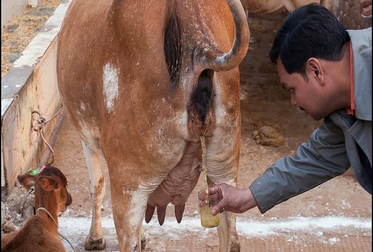 toilets were made for cows toilets and new bovine urinal in Netherlands for pollution from ammonia