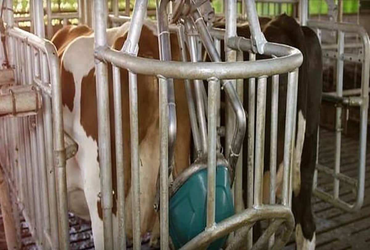 toilets were made for cows toilets and new bovine urinal in Netherlands for pollution from ammonia
