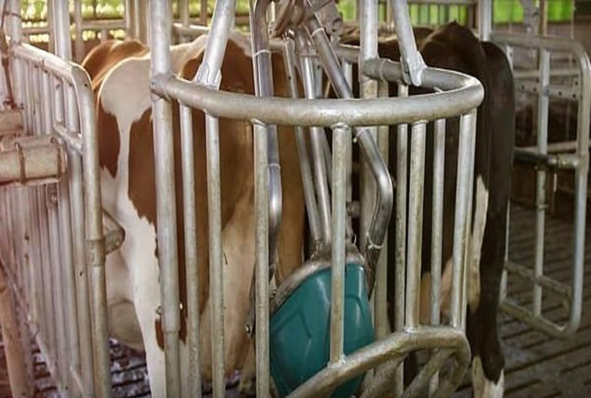 toilets were made for cows toilets and new bovine urinal in Netherlands for pollution from ammonia