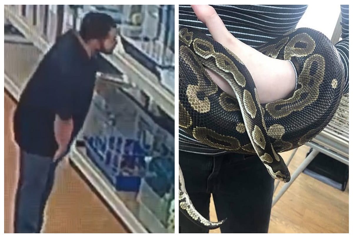CCTV footage captures Man steals 4.5 foot python from pet store into his paint video viral