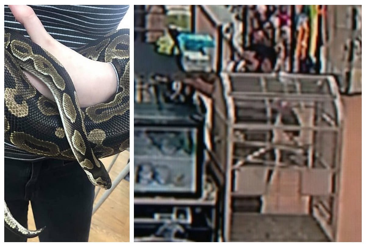 CCTV footage captures Man steals 4.5 foot python from pet store into his paint video viral