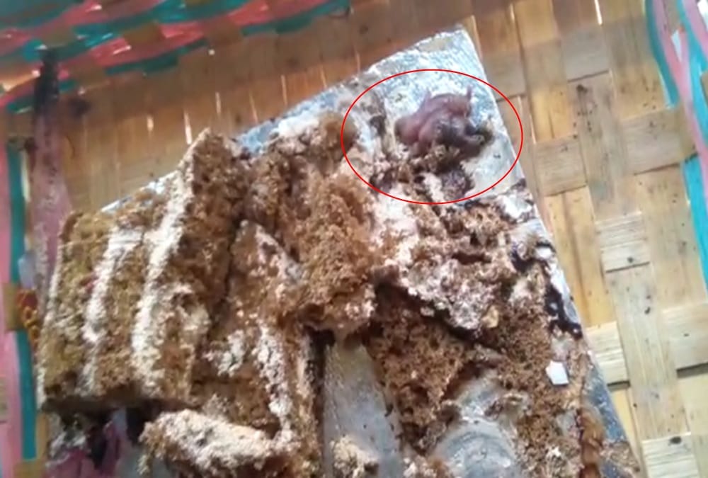 Rat Found in cake online order in dehradun video viral 