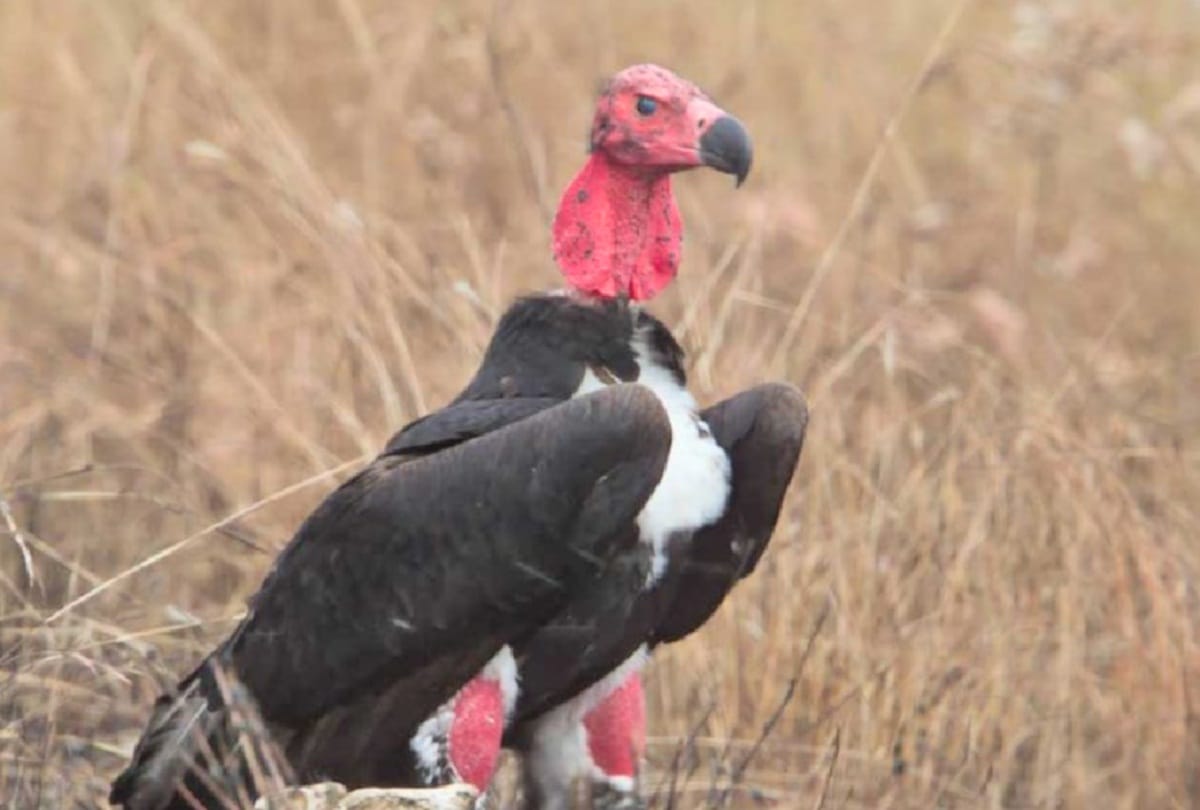The new species of vulture found in the Dhauladhar range of himachal