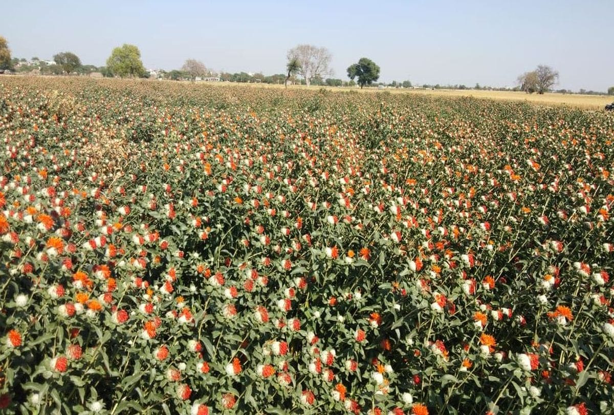 saffron farming in mathura uttar pradesh