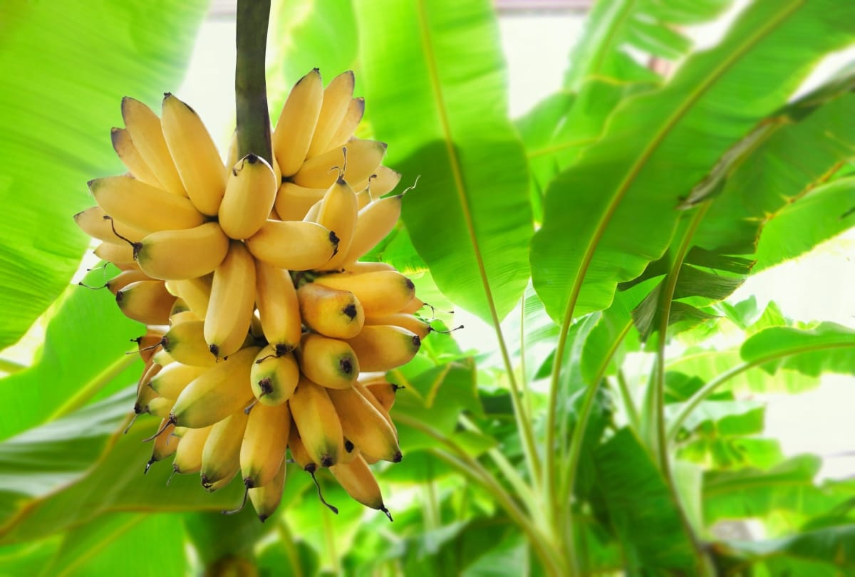 Vastu Tips for trees plant these trees at home for wealth