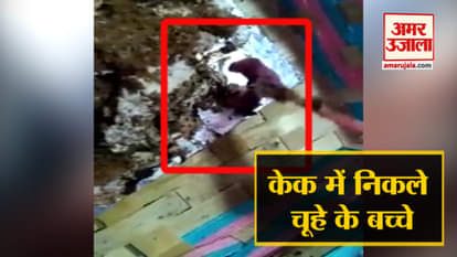 The cake turned out to be a mouse, video viral