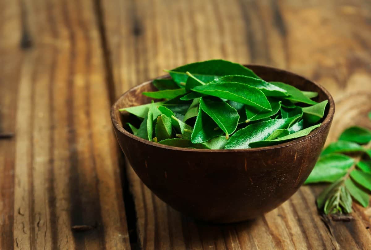 curry leaves to turn grey hair in black naturally