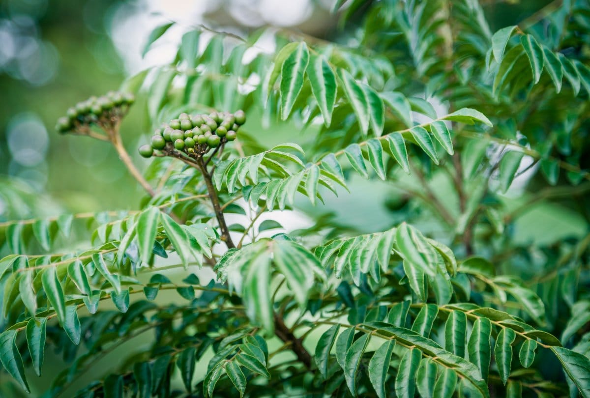 Weight loss tips Belly fat loose in a month by drinking curry leaf juice Amazing benefits